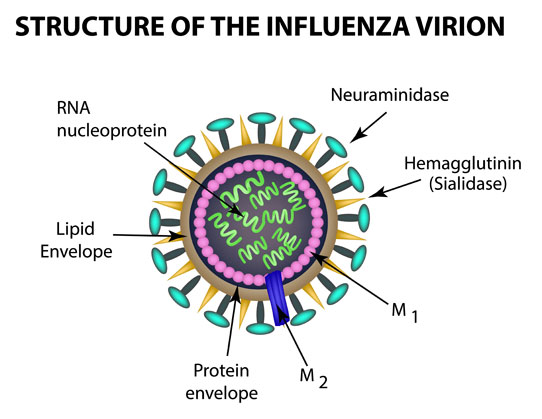 flu vaccinations influenza virus structure