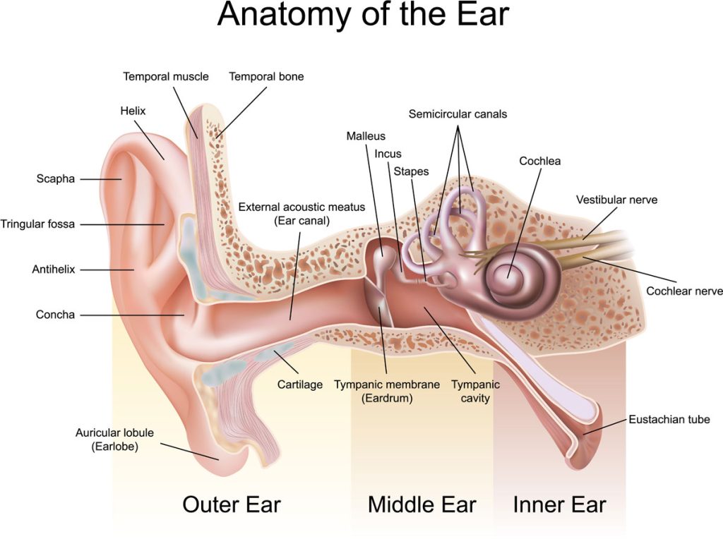 anatomy of the ear for ear wax removal