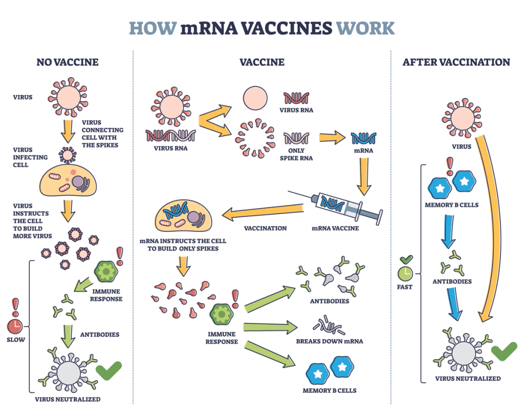 how mrna vaccines work covid-19 vaccine